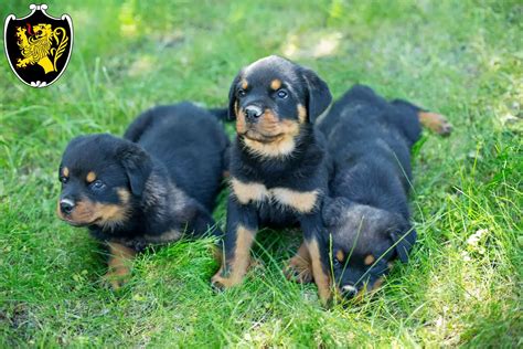 rottweiler züchter.